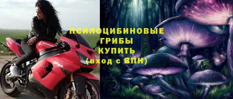 omg ссылка  Кремёнки  Псилоцибиновые грибы Psilocybe 